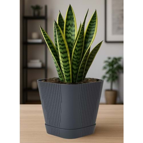 SERİNOVA ZAMBAK SAKSI NO 1 KARIŞIK RENK 0,8LT (48)