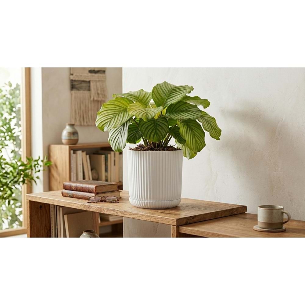 SERİNOVA LOTUS SAKSI KARIŞIK RENK NO:3 (10)